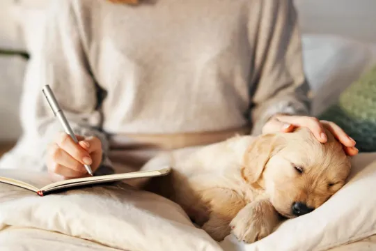 Person writing in notebook while golden retriever puppy sleeps peacefully on white bedding