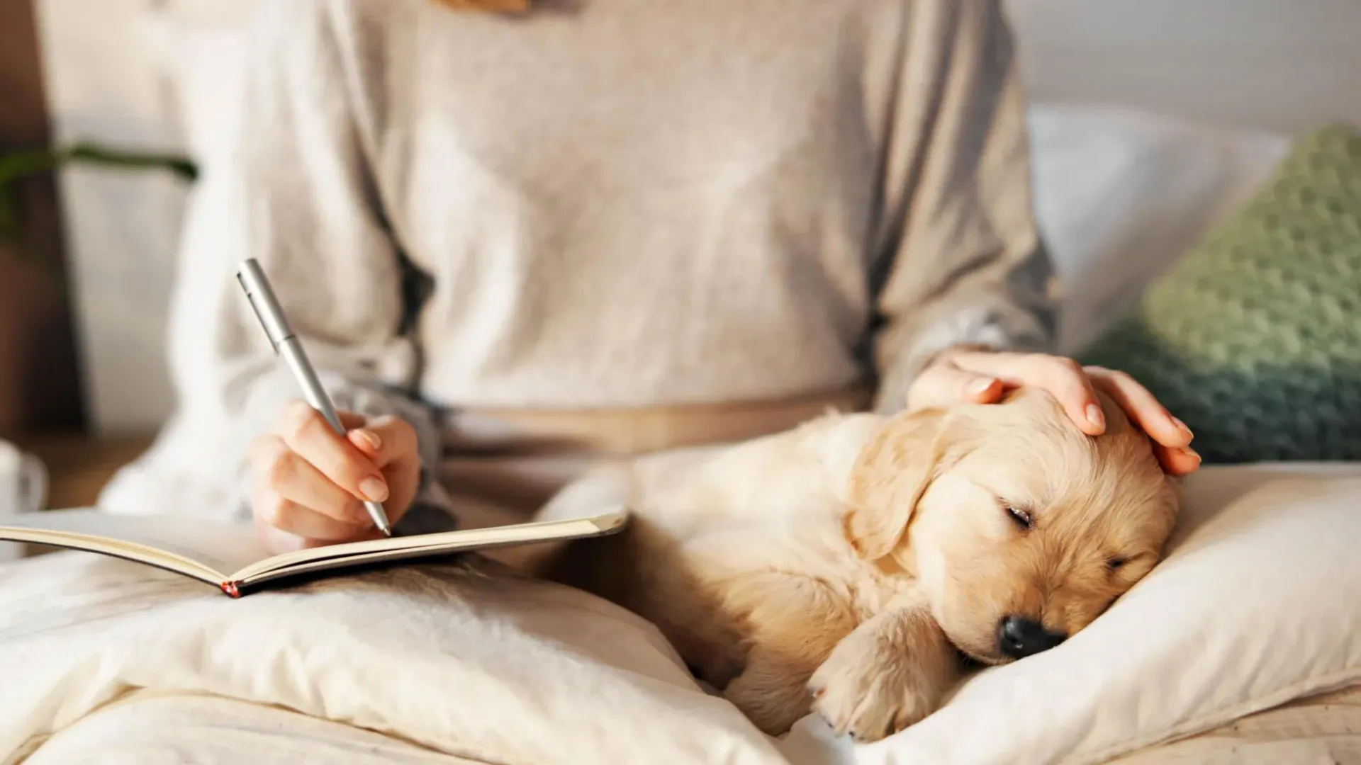 Person writing in notebook while golden retriever puppy sleeps peacefully on white bedding