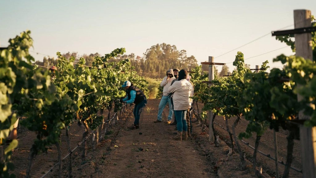Group of Renteria Vineyard Management employees tending to grapes