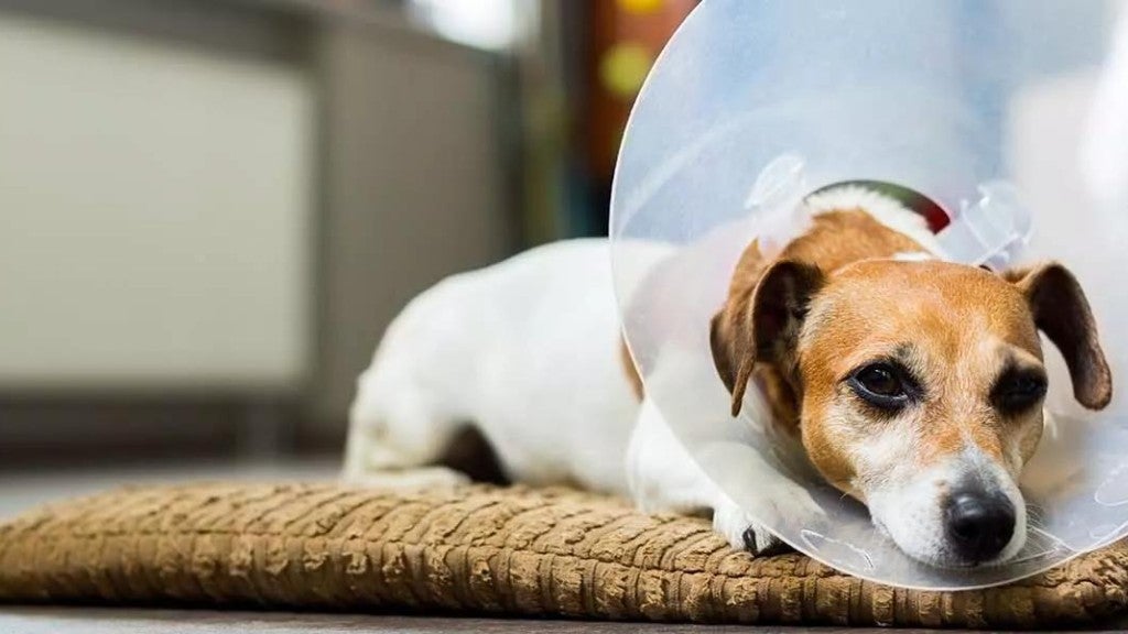 un perro en uncono acostado en su cama