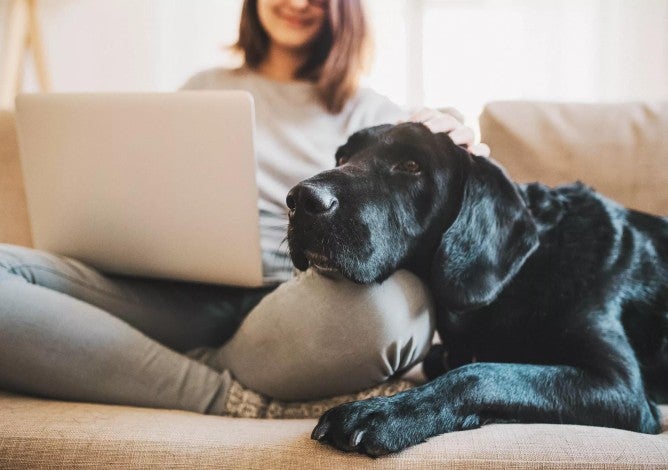 Woman sitting with large dog on couch, working on her laptop.