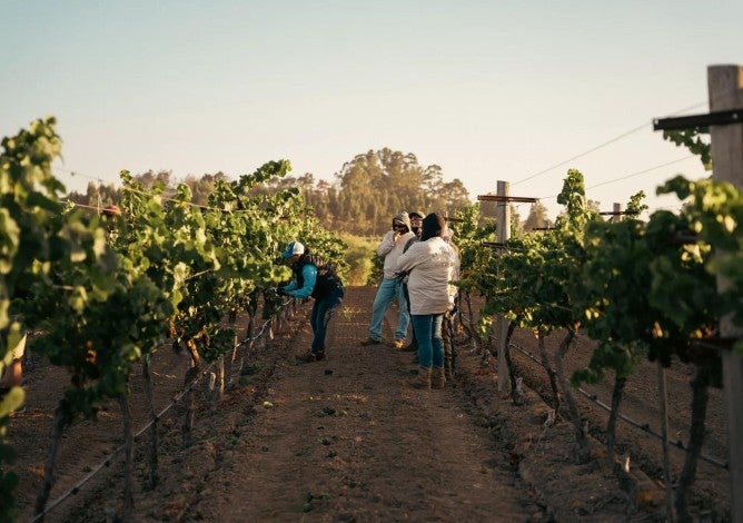 Group of Renteria Vineyard Management employees tending to grapes