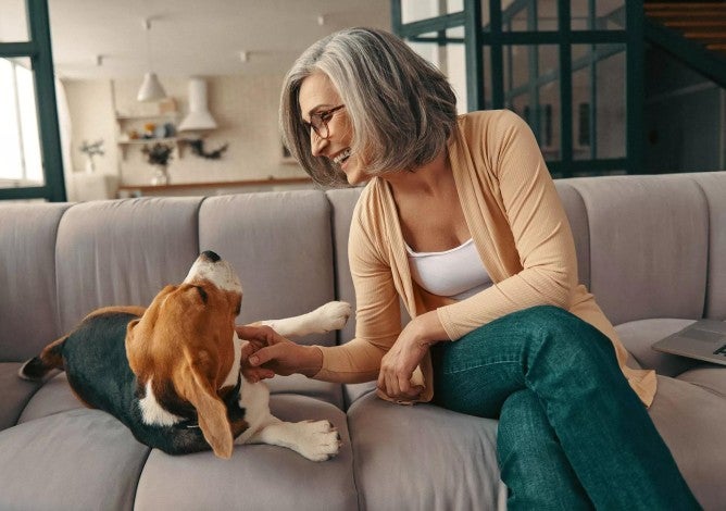 Active gray-haired woman laughing and sitting on the couch with her beagle dog