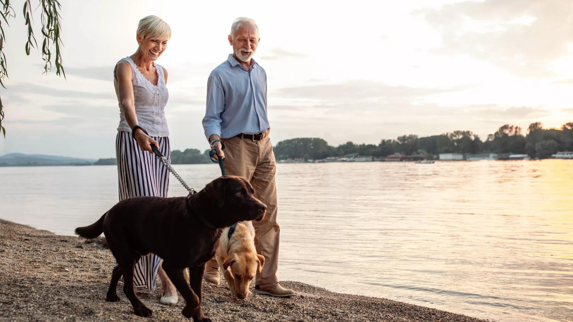 Older man and woman walking two dogs on a beach at sunset