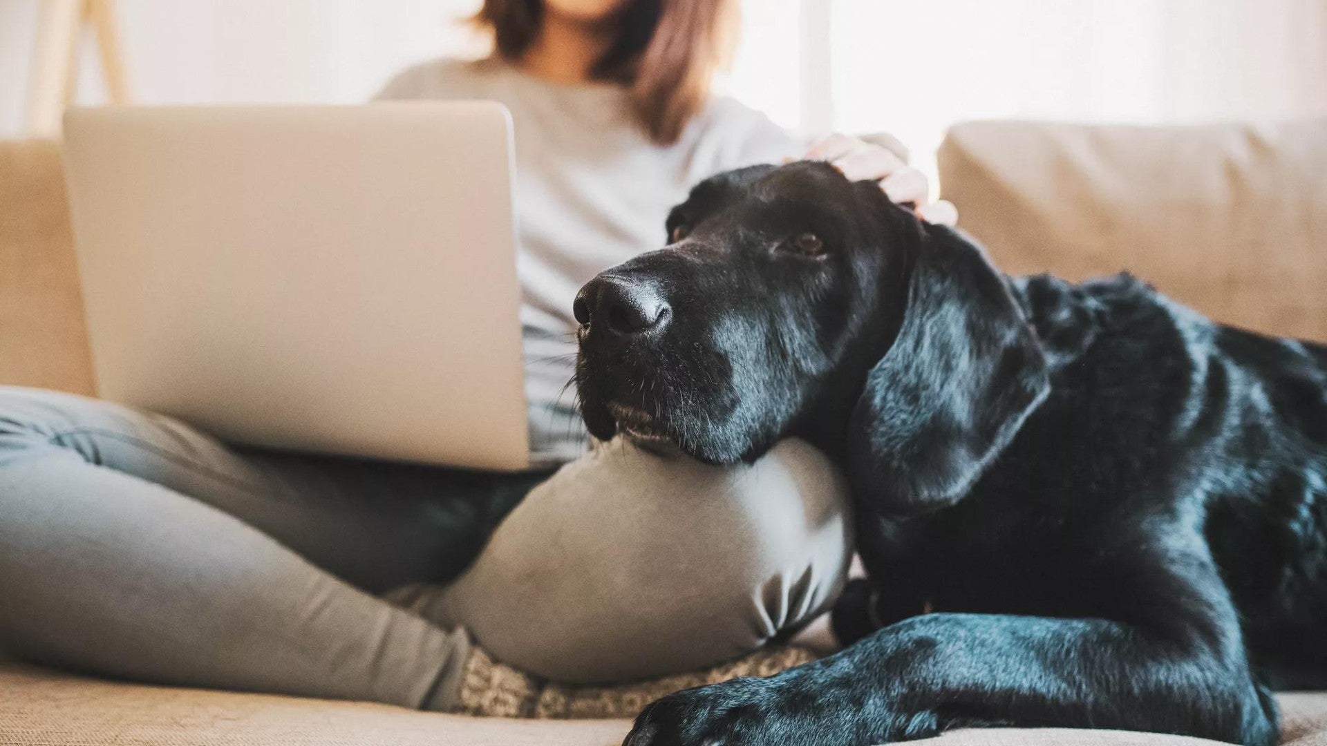 Woman sitting with large dog on couch, working on her laptop.
